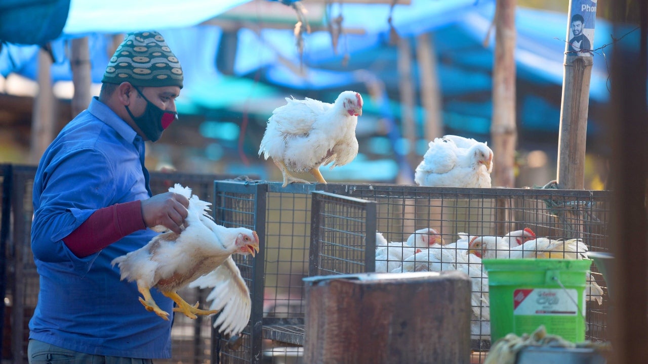 China's Mutating Avian Flu Virus Raises Pandemic Concerns, Warns Study